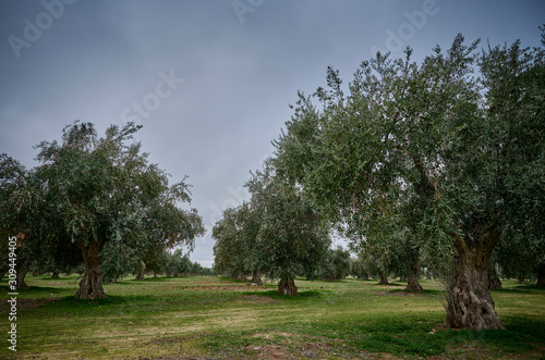 Olive grove of picual olives in Spain before harvesting in winter.