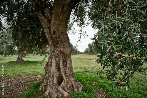 Olive grove of picual olives in Spain before harvesting in winter. photo