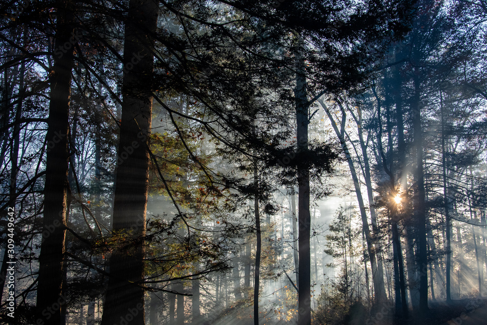 Smoke after forest fire Smoke after forest fire