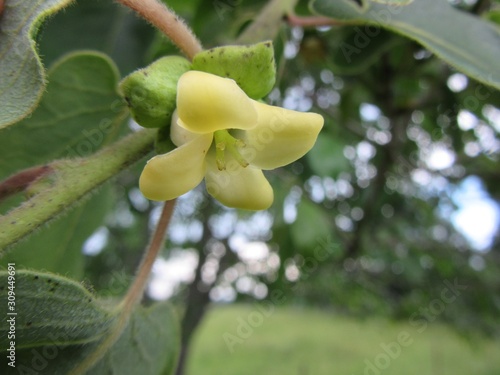 Persimmon tree blossom in the spring