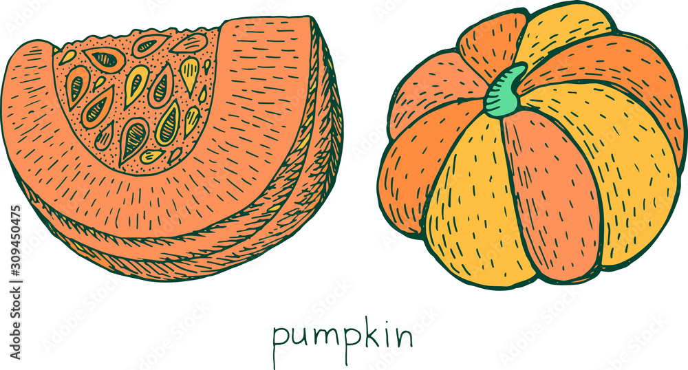 Pumpkin colorful sketch. Hand drawn autumn food illustration. Cute vegetable drawing. Vector artwork