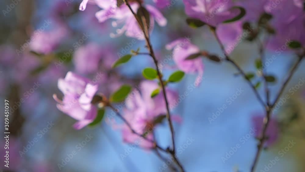 Labrador tea, affectionateness, dearness, delicacy, fondness, grain, kind, lilac petals, mountains, nature, petals, prime, snowdrops, springtide, springtime, subtlety, tenderness, turquoise Sky, wind Labrador tea, affectionateness, dearness, delicacy, fondness, grain, kind, lilac petals, mountains, nature, petals, prime, snowdrops, springtide, springtime, subtlety, tenderness, turquoise Sky, wind