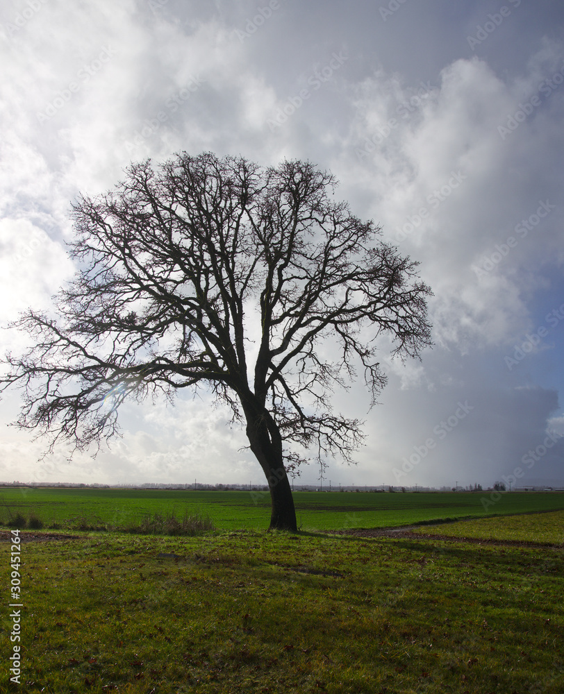 lone winter tree with moody background