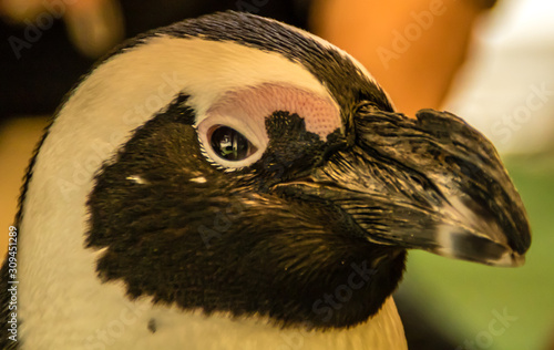 African penguin species in portrait. Busch Gardens Wildlife Park, Tampa Bay, florida, United States photo