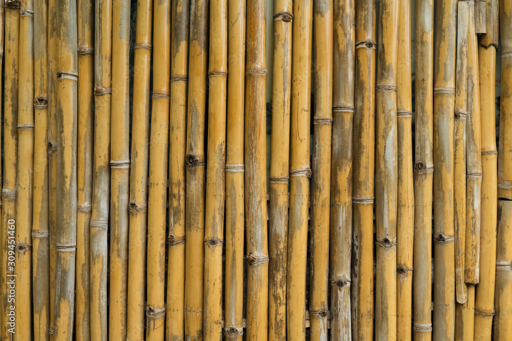 Fototapeta premium Tekstura tło ściana żółty bambusowy płot