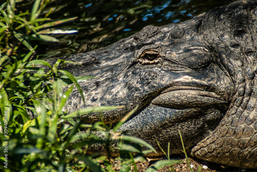 Obraz premium American alligator relax and grabs some sun by his pond. Busch Gardens Wildlife Park, Tampa Bay, Florida, United States