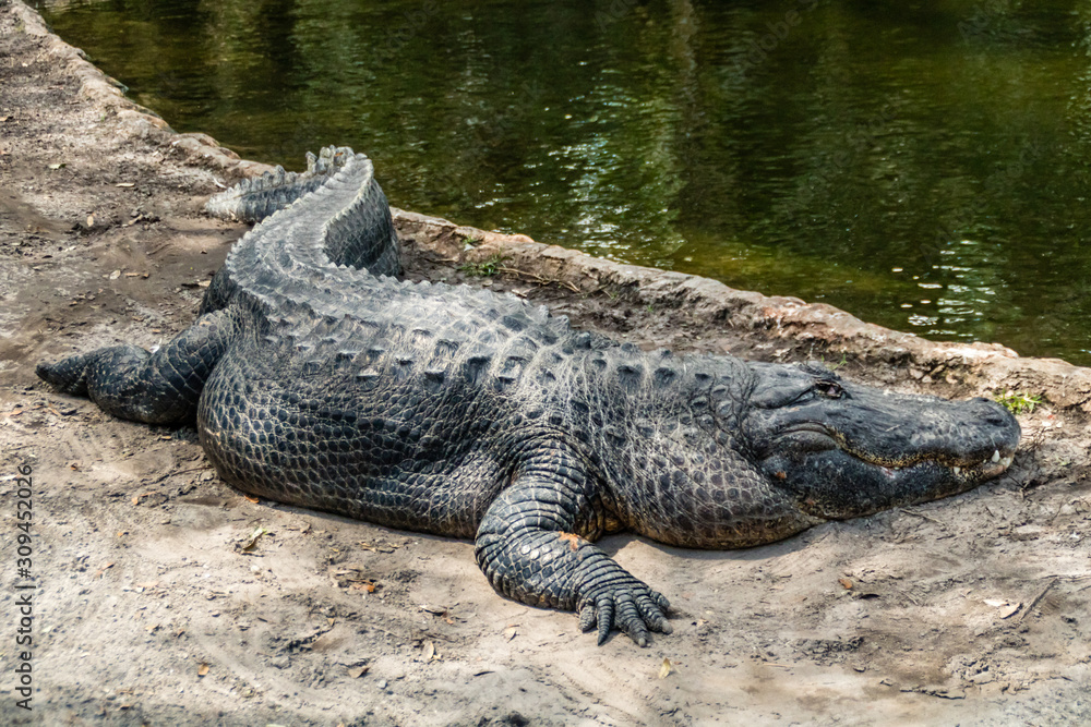 American alligator relax and grabs some sun by his pond. Busch Gardens Wildlife Park, Tampa Bay, Florida, United States American alligator relax and grabs some sun by his pond. Busch Gardens Wildlife Park, Tampa Bay, Florida, United States