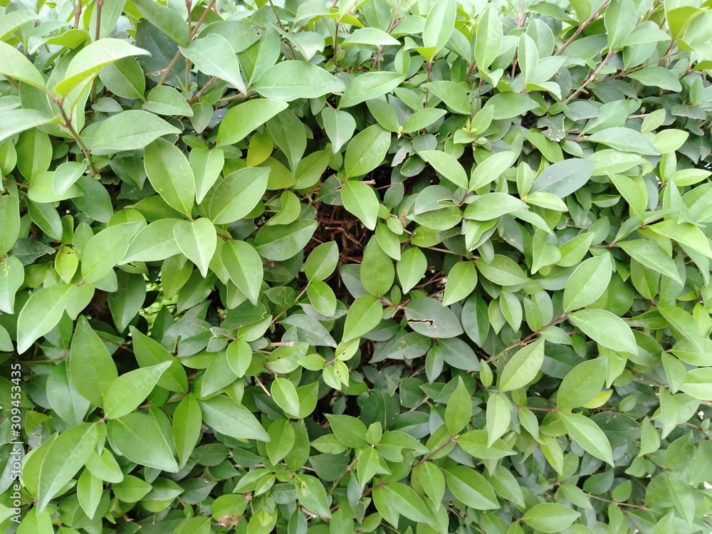 Natural green leaves in the garden Natural green leaves in the garden