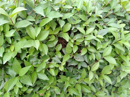 Wallpaper Mural Natural green leaves in the garden Torontodigital.ca