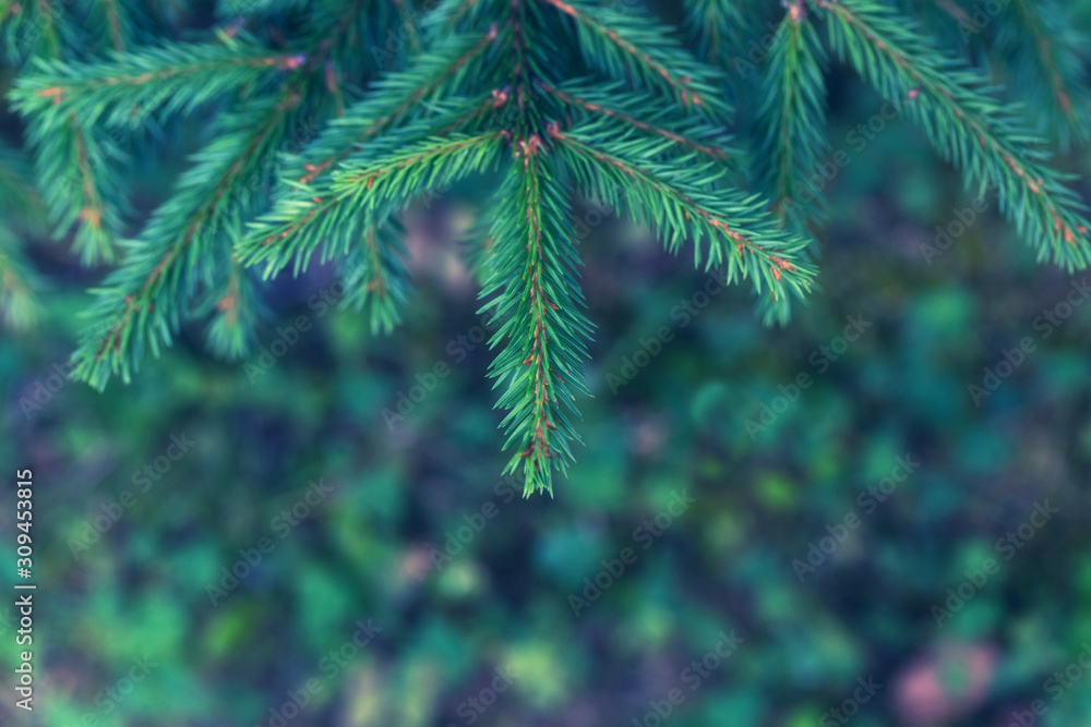 Blue green spruce tree branch on blurry background. Natural forest background for Christmas and New Year design