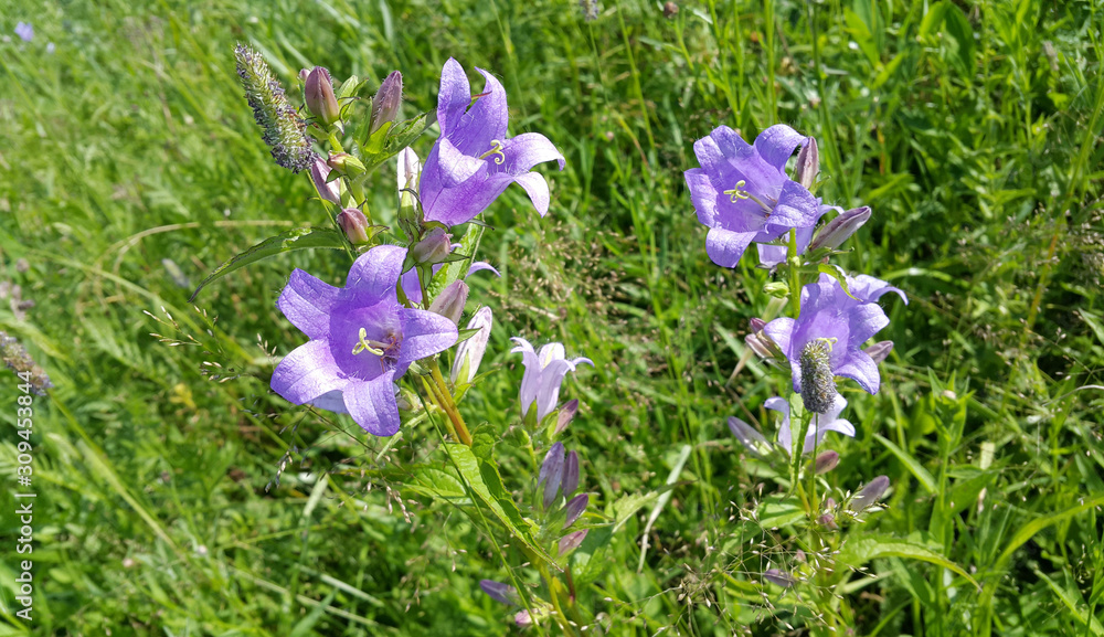 beautiful Bluebells and different herbs in the summer field beautiful Bluebells and different herbs in the summer field