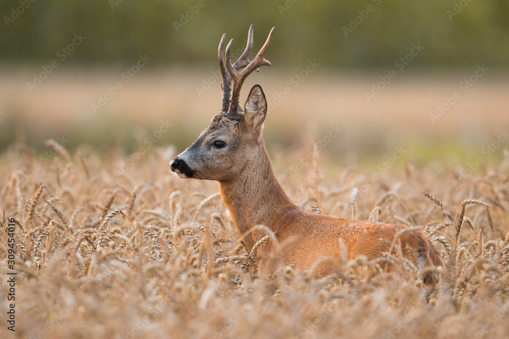 Roebuck buck (Capreolus capreolus) Roe deer goat Stock Photo