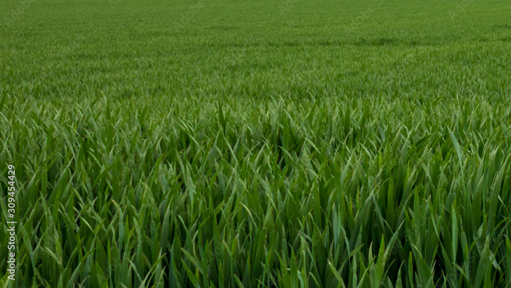 field of green grass background, full frame field of green grass background, full frame