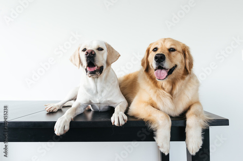 Obraz na plátně Headshots of very cute golden retriever and labrador against white background