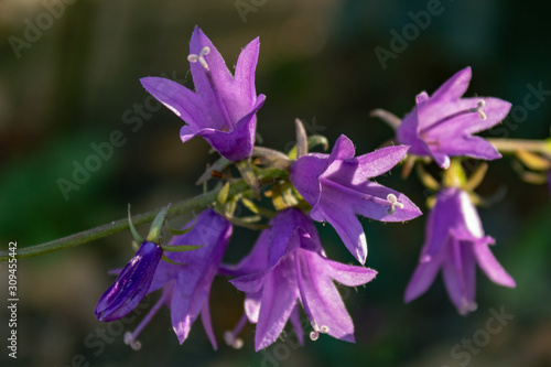 Принти на полотні Purple bellflower (Campanula rapunculus) in autumn, close up and selective focus
