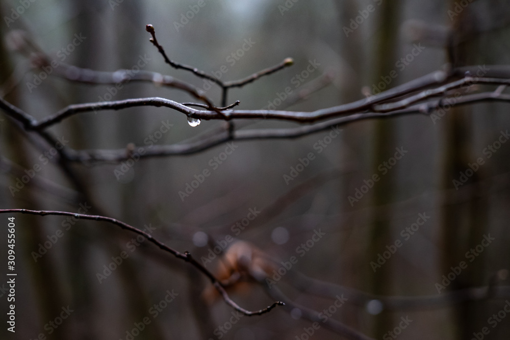 Rain drop on a tree brach, loneliness concept Rain drop on a tree brach, loneliness concept