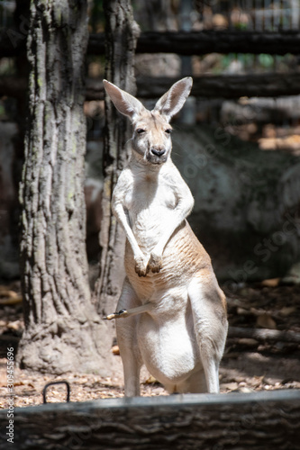Kangaroo has a baby in the belly bag
