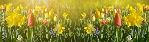 blooming spring meadow with tulips and daffodils illuminated by the morning sun - background panorama long