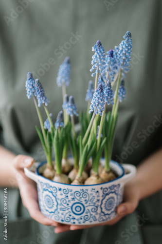 Muscari bloomed in a pot