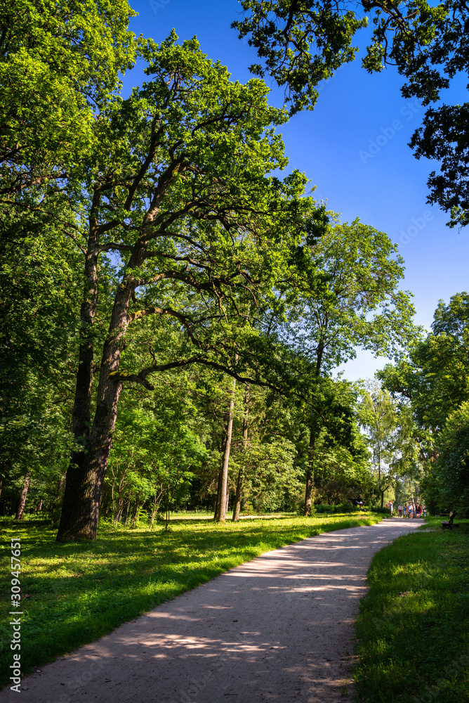 Nice sunny day summer forest Arboretum Oleksandriya park green nature ecology