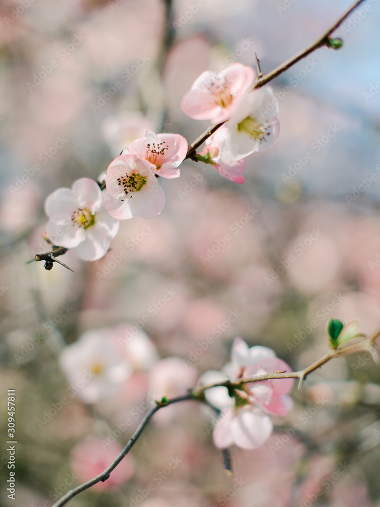 Branch of blooming pink buds