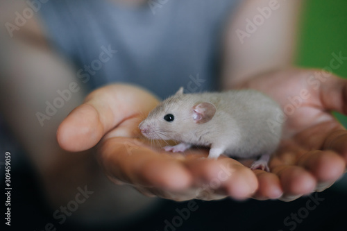 Little beige rat in the hands of a man. A man holds a dumbo mouse in his hands on a green background.