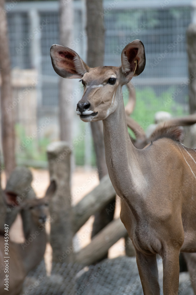 The female deer in the zoo