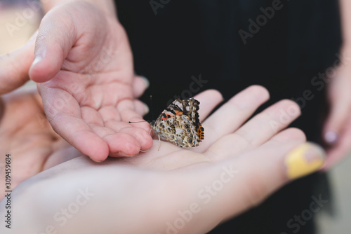 Scooping up a butterfly photo