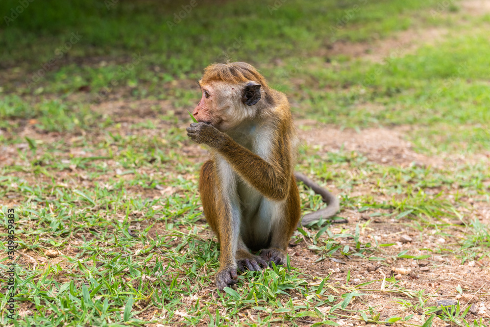 Profil portrait of  toque macaque (Macaca sinica) sitting on the ground and eating grass