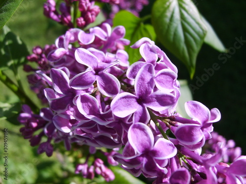 A cluster of purple lilacs blooms in the spring