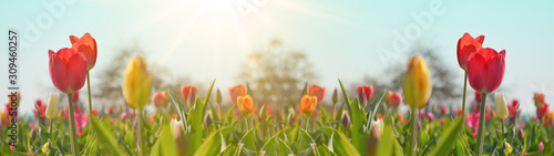 Panoramic landscape of blooming tulips field illuminated in spring by the sun