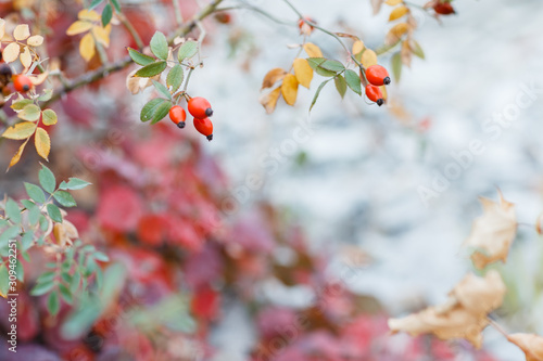 wild rosehips in nature, beautiful background