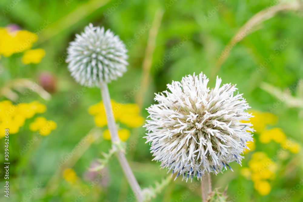 Big grey spheric flower also known as Big grey spheric flower also known as