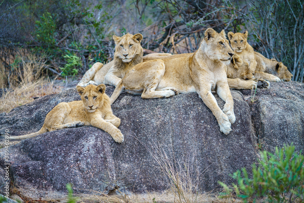 lions posing on a rock in kruger national park, mpumalanga, south africa 7 lions posing on a rock in kruger national park, mpumalanga, south africa 7