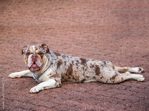 Merle olde english bulldog deals
