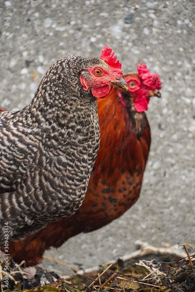 Fototapeta premium Zwei Hennen vor einer Wand