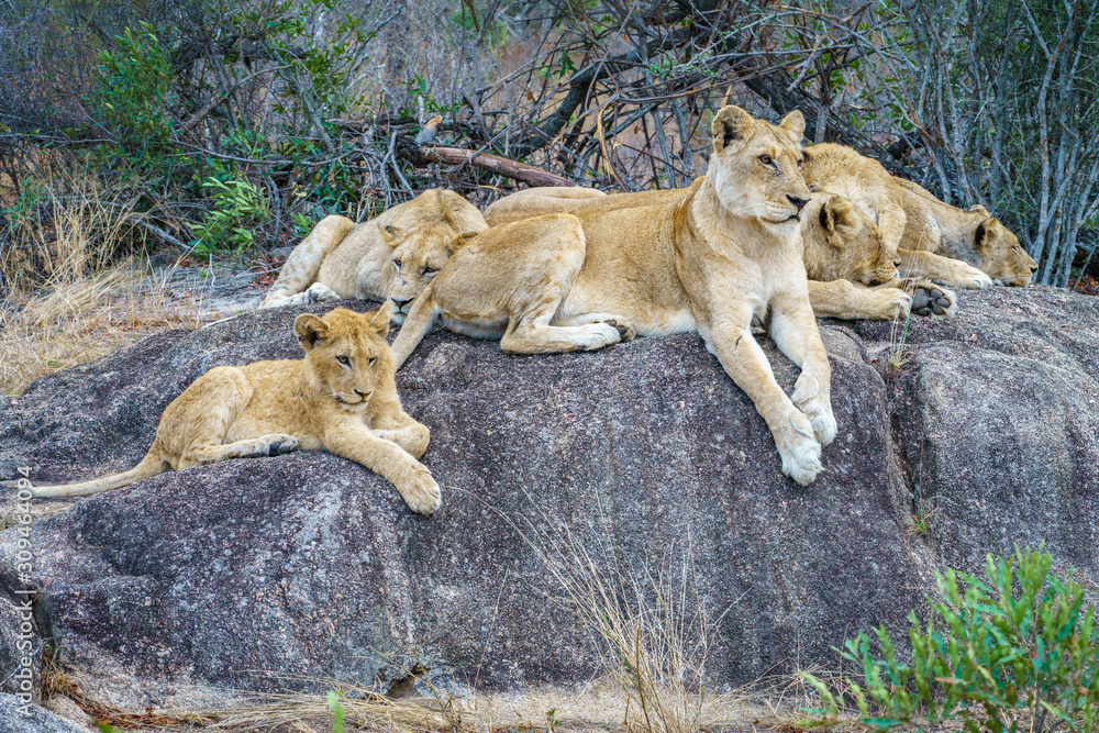lions posing on a rock in kruger national park, mpumalanga, south africa 14 lions posing on a rock in kruger national park, mpumalanga, south africa 14