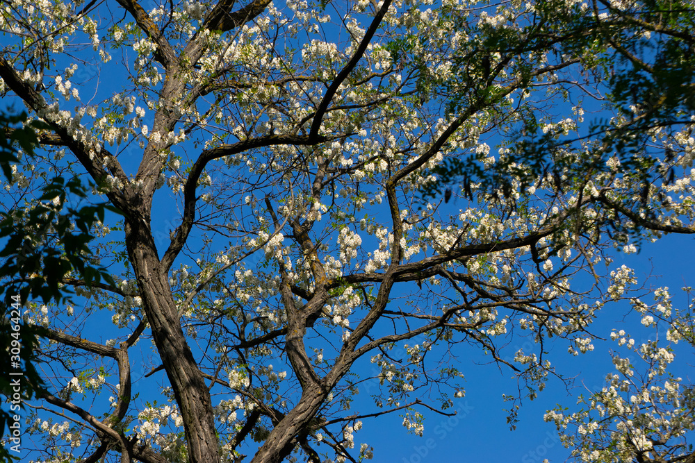Branches with beautiful white clusters of acacia lit by the sun against a clear blue sky Branches with beautiful white clusters of acacia lit by the sun against a clear blue sky