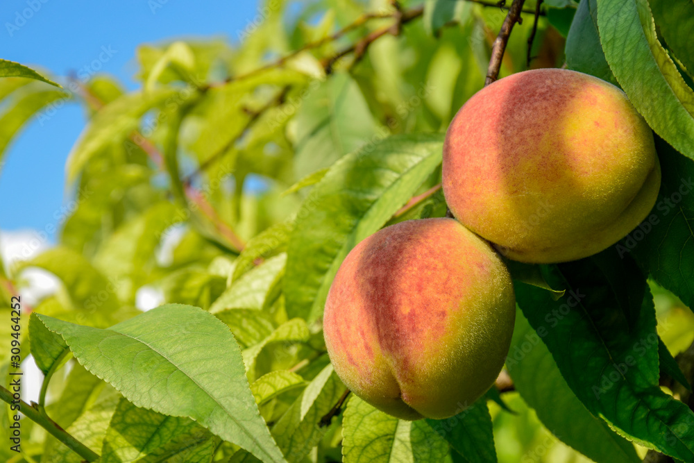 Two ripe peaches on a branch in orchard. Organic Natural fruit. Mature peaches among green leaves. Close-up. Copy space. Two ripe peaches on a branch in orchard. Organic Natural fruit. Mature peaches among green leaves. Close-up. Copy space.