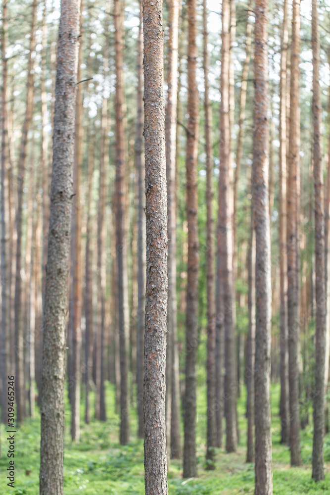 Pine forest tree trunks in summer day as beautiful natural textured background. Thick coniferous forest, pine trunks background. Beautiful landscape of pine forest in summer day. Nature Wallpaper. Pine forest tree trunks in summer day as beautiful natural textured background. Thick coniferous forest, pine trunks background. Beautiful landscape of pine forest in summer day. Nature Wallpaper.