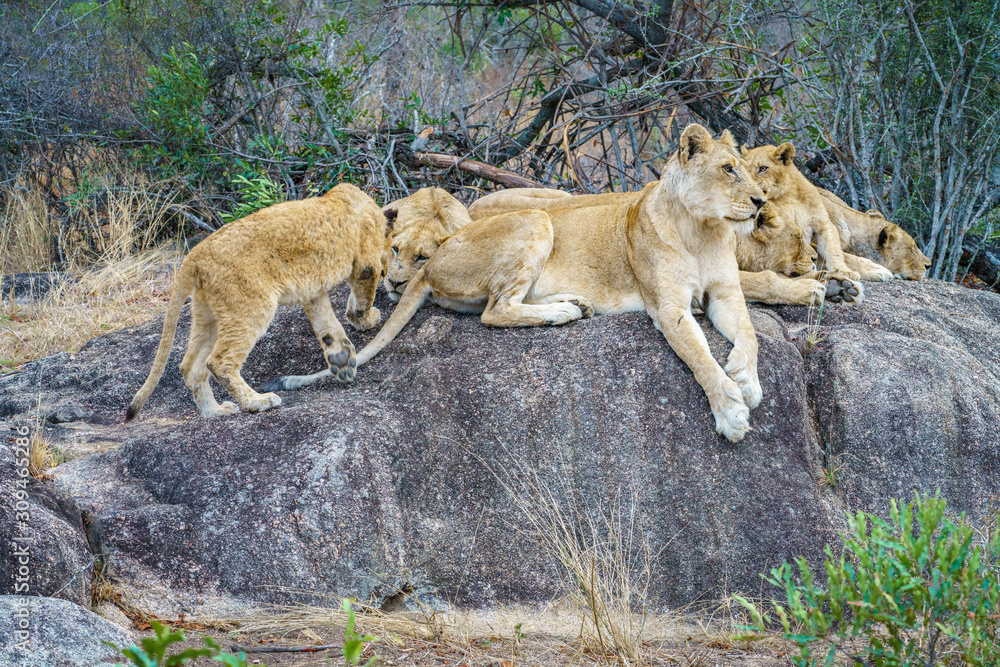 lions posing on a rock in kruger national park, mpumalanga, south africa 29 lions posing on a rock in kruger national park, mpumalanga, south africa 29