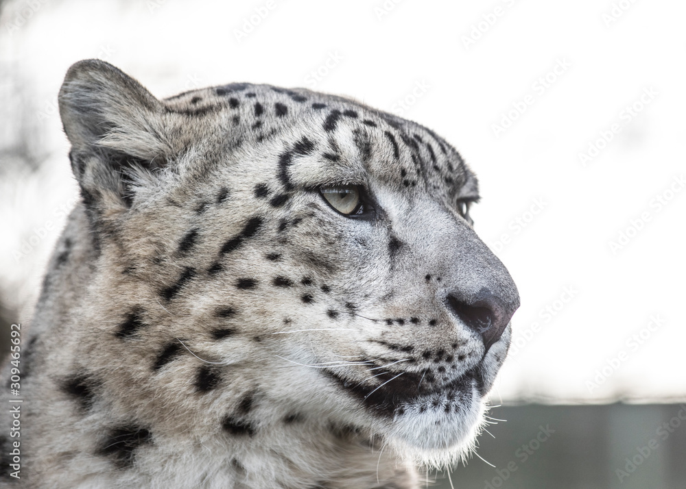 Naklejka premium snow leopard