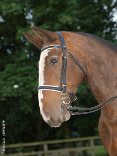 Fototapeta Naklejka Na Ścianę i Meble -  Show Horse Headshot