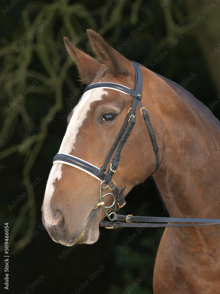 Obraz premium Show Horse Headshot