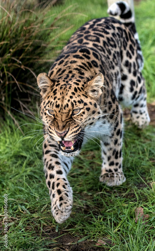 amur leopard angry © Paul