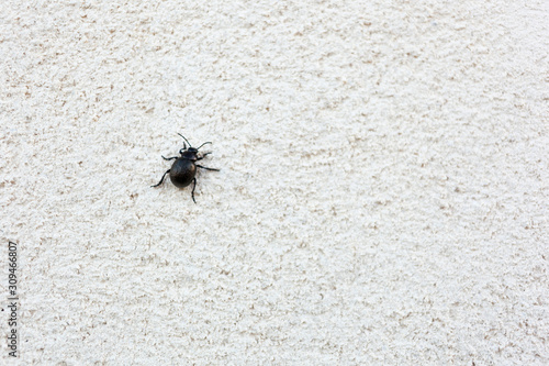 Beetle climbing a white wall © Inigotena