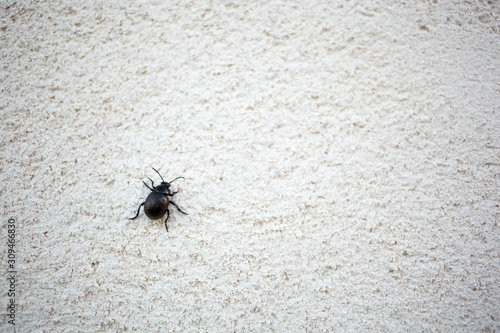 Beetle climbing a white wall