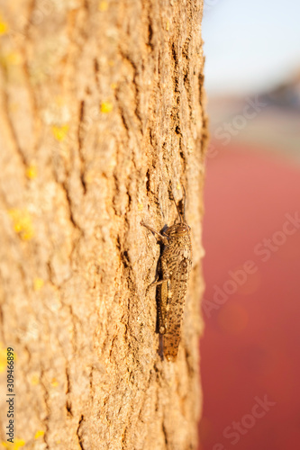 Grasshopper leaning on the bark of a tree while sunbathing