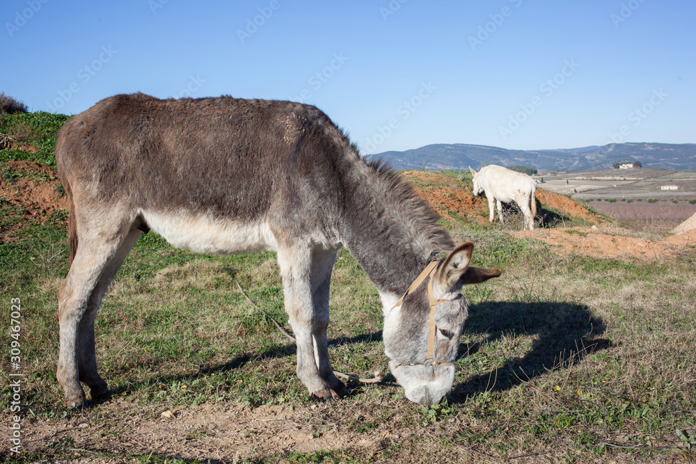 Two donkeys eating grass in a farm Two donkeys eating grass in a farm