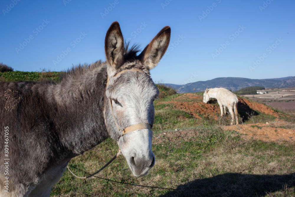 Two donkeys eating grass in a farm